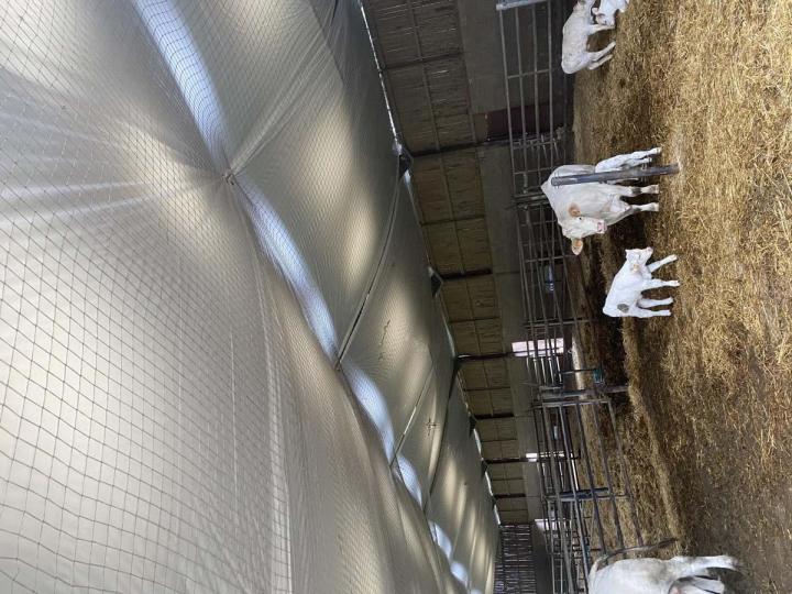 Pose de filet anti-chute Vienne